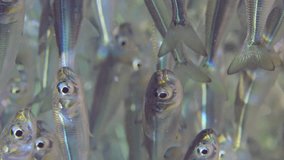 Extreme close-up a continuous stream group of young Silverside fish swimming underwater in bright sun rays on sunny day, Slow motion