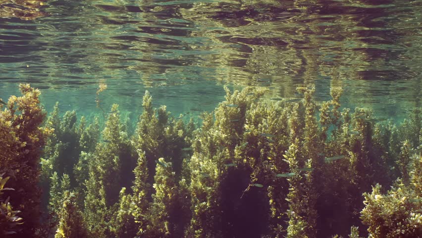 School of small fish swims in thickets Seaweed Brown Sargassum under surface of water on seagrass meadow in bright sunny day on sunrays, Backlight (Contre-jour) Camera moving forwards, slow motion | Shutterstock HD Video #1111870075