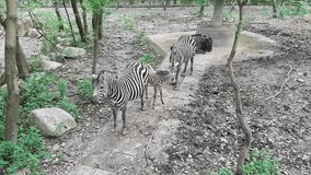 Wildebeest and Zebra at the zoo - A view of three zebras, one of which is a baby, and a resting wildebeest