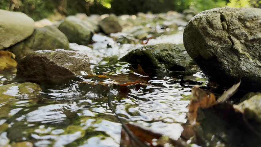 Small Creek and Dry Autumn Leaves in Wild Green Nature
