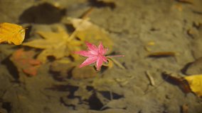 Maple leaves floating in water - Powered by Shutterstock - Get 15% off with code: PIKWIZARD15