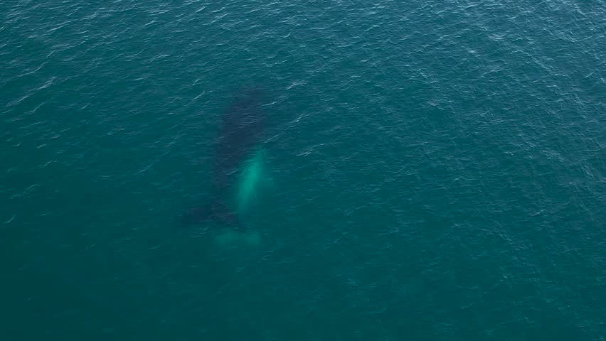 Southern right whale near Valdés peninsula. Right whale is feeding on the surface. Albino calf is swimming next to the its mother. Royalty-Free Stock Footage #1111877223