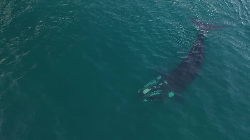 Southern right whale near Valdés peninsula. Right whale is feeding on the surface. Whale with open mouth. Royalty-Free Stock Footage #1111877227