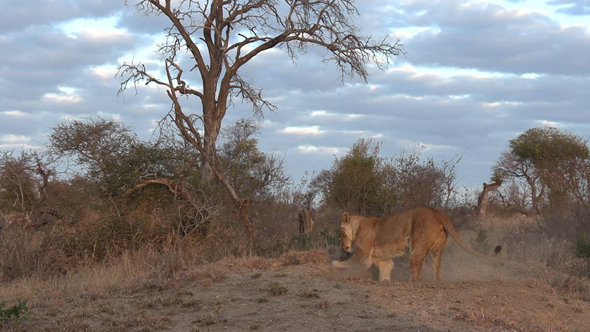 Lioness digging for a warthog in its burrow | Shutterstock HD Video #1111877519