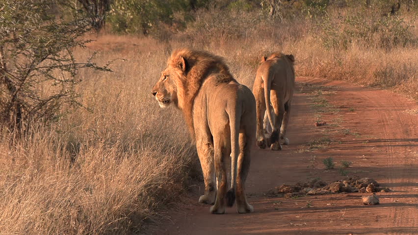 Two male lions walking down the road | Shutterstock HD Video #1111877723