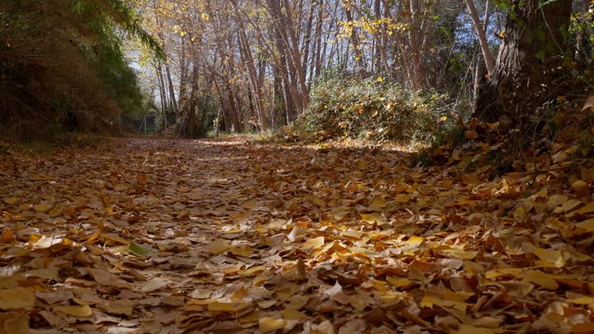 Leaves falling while walking on yellow poplar leaves tapestry on forest path in autumn on a sunny day | Shutterstock HD Video #1111877841