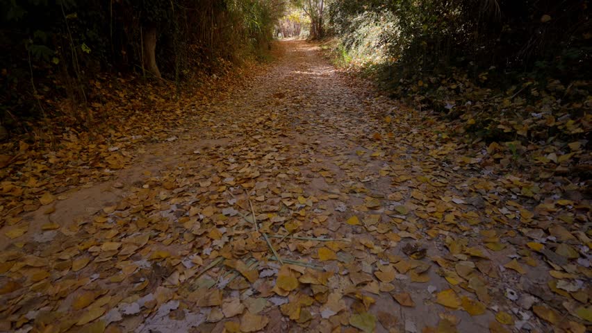 Walking backwards on yellow poplar leaves tapestry on forest path in autumn | Shutterstock HD Video #1111877847
