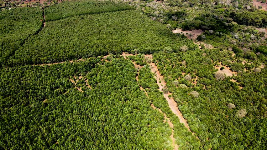 Drone view- Africa Forest- Africa bush fire. Bush fire on slopes of mount kilimanjaro Loitokitok kenya. loitokitok bush fire. Deforestation on the forest of Loitokitok kenya. Kilimanjaro forest fire | Shutterstock HD Video #1111877907