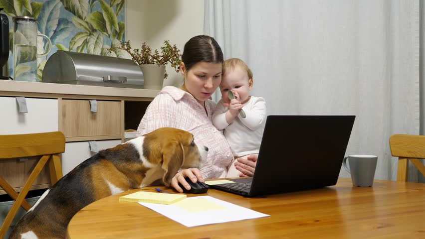 Young woman tries to work at home, sitting at the kitchen table with her baby in her arms, using her laptop. Time-lapse, dog sits next to her on chair and sometimes gets up and disturbs mother | Shutterstock HD Video #1111878035