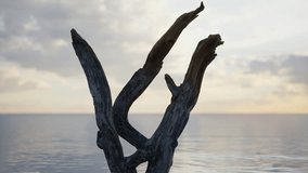 A Serene Scene with a Lifeless Tree Standing Alone in the Calm Waters - Powered by Shutterstock - Get 15% off with code: PIKWIZARD15