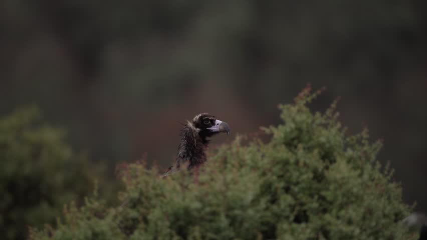 Black vulture in Rhodope mountains during winter season. Cinereous vulture is looking for food. Bulgaria wildlife.  | Shutterstock HD Video #1111880917