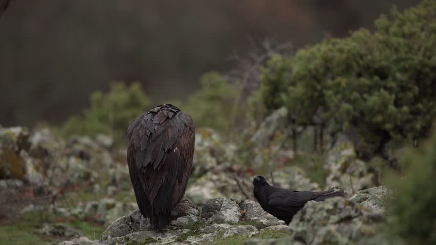 Black vulture in Rhodope mountains during winter season. Cinereous vulture is looking for food. Bulgaria wildlife.  | Shutterstock HD Video #1111880919
