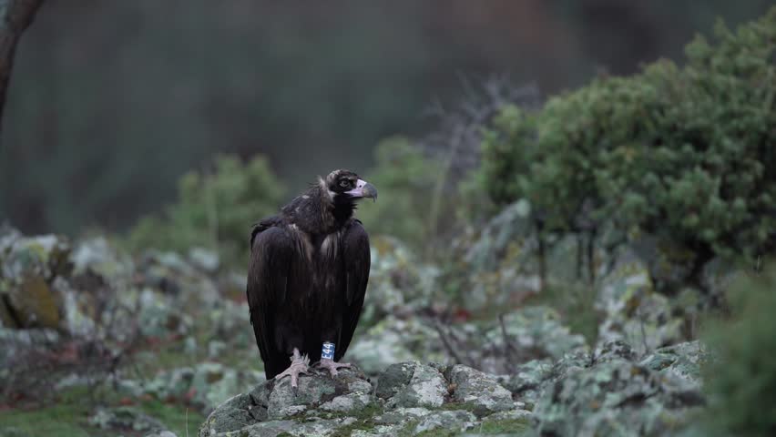 Black vulture in Rhodope mountains during winter season. Cinereous vulture is looking for food. Bulgaria wildlife.  | Shutterstock HD Video #1111880921