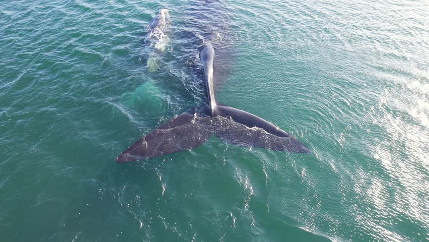 Rear side view of Mother and calf of Southern right whales showing their tail fins as they float