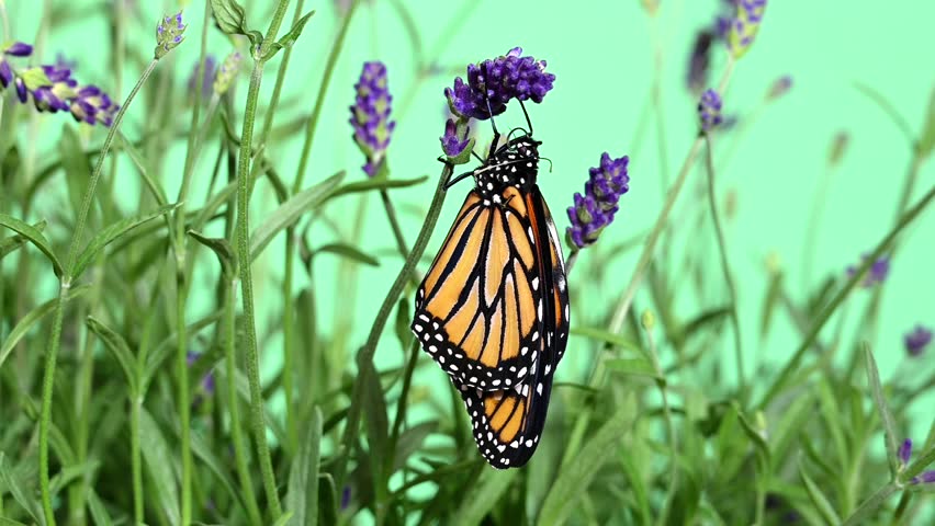 4K HD video of one Monarch Butterfly, recently emerged from it’s chrysalis hanging from a lavender flower, wings drying in the wind. Proboscis tasting the flower.
