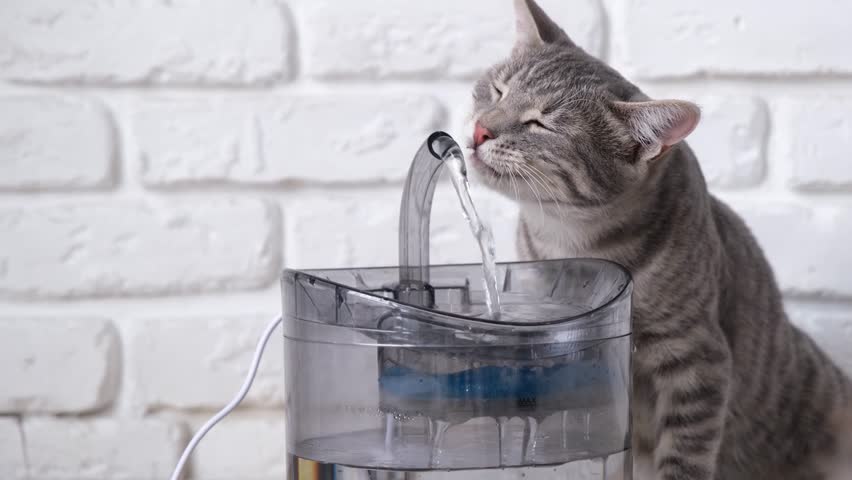 Pet water dispenser with automatic gravity refill. Closeup of gray striped European cat drinking from pet fountain