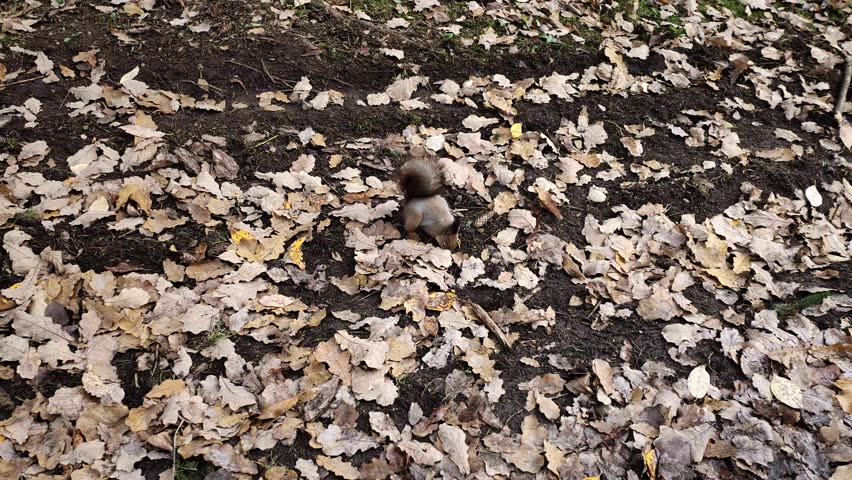 In the city park, a squirrel with a fluffy tail collects cone seeds and acorns under the trees, digs in the ground and runs through the grass, fallen needles and leaves Cloudy and rainy autumn weather | Shutterstock HD Video #1111884939