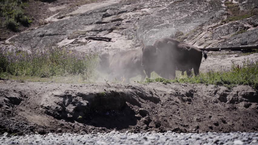 Bull Bison wallowing in the dirt, dust bath | Shutterstock HD Video #1111886203