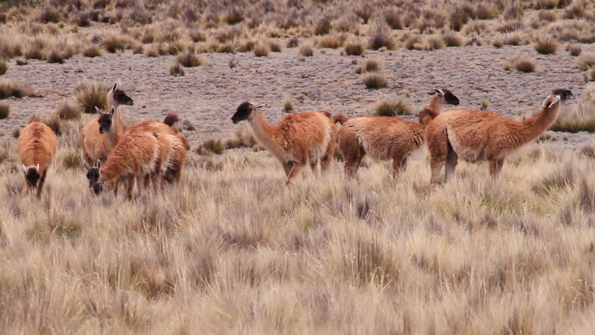 Group of guanacos grazing in the Andes mountains, Patagonia | Shutterstock HD Video #1111886995