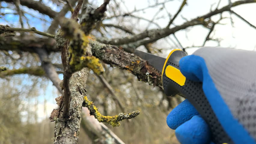 Saw branch. Cut branch use branch saw. Cutting branches on apple tree use Garden saw. Trimming tree branch in rural garden. Pruning tree with clippers on backyard in village. Pruning  tools for garden | Shutterstock HD Video #1111888697