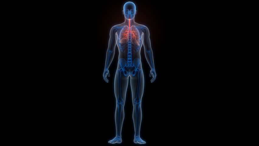 Human Respiratory System Lungs Anatomy Animation Concept. 3D