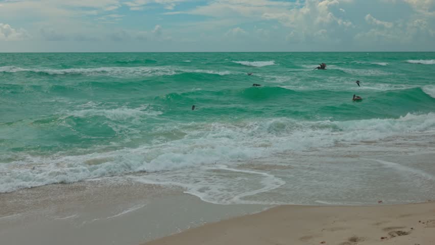 Beautiful view of Atlantic Ocean waves with pelicans flying above water's surface. Miami Beach. USA. | Shutterstock HD Video #1111889315