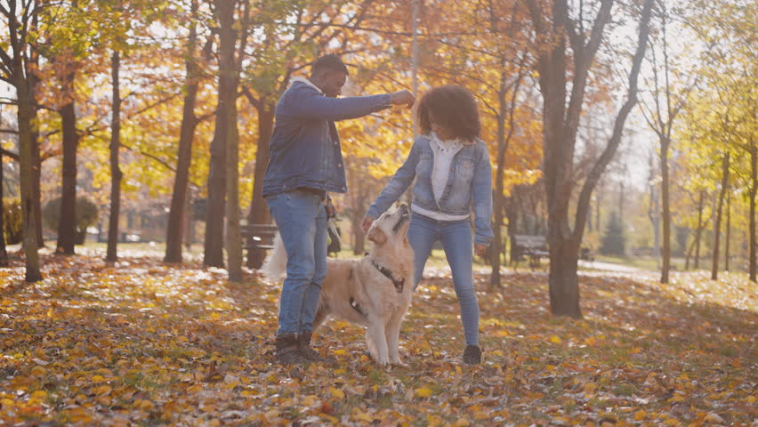 Young black couple likes to play with dog in public park in autumn time. African-American girlfriend and boyfriend use last warm autumn day to play with dog | Shutterstock HD Video #1111890099