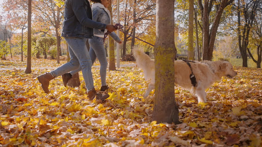 Young active black couple runs together with dog in autumn park. Active woman with kinky hair smiles running with man on lawn in sunny public garden slow motion | Shutterstock HD Video #1111890129