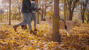 Young active black couple runs together with dog in autumn park. Active woman with kinky hair smiles running with man on lawn in sunny public garden slow motion - Powered by Shutterstock - Get 15% off with code: PIKWIZARD15