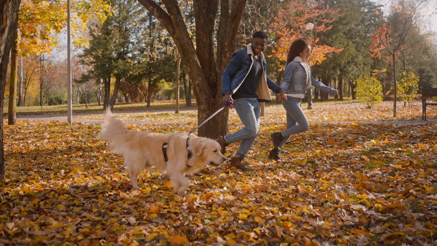 African-American couple joining hands runs with dog across autumn park. Active man and woman with kinky hair smile running with Labrador retriever on carpet of fallen leaves slow motion | Shutterstock HD Video #1111890135
