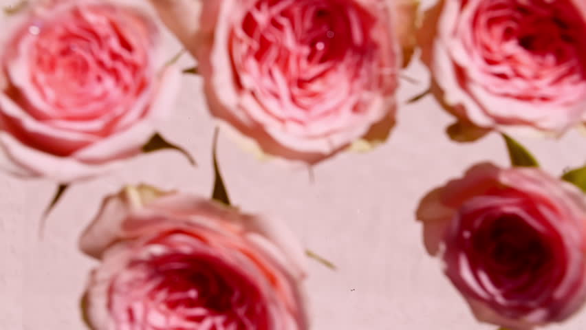 Slow motion of falling roses on water surface and diverging circles of water on pink background. Water splash pink colored. Pure water with reflections sunlight and shadows. Valentines day. Royalty-Free Stock Footage #1111891977