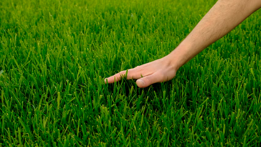 hand on the lawn grass. Selective focus.