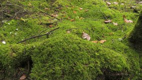Densely covered with green moss forest floor in autumn, Black Forest, Germany. Magical mountain forest with the trees growing on hills - Powered by Shutterstock - Get 15% off with code: PIKWIZARD15