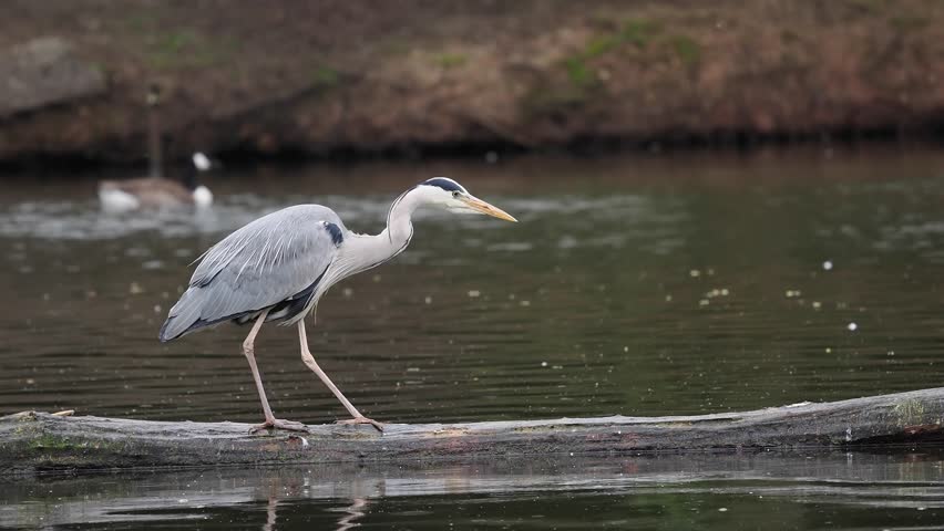 Grey heron, Ardea cinerea, single bird on branch by water, West Midlands, May 2023