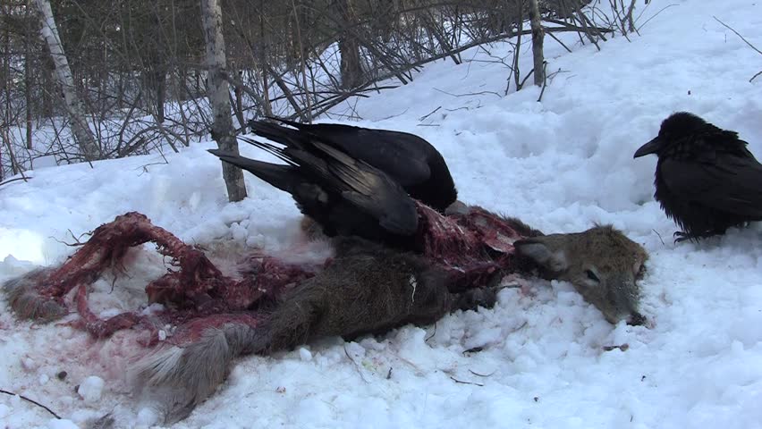 Northern Raven Ravens Eating Feeding Scavenging Calling on Dead Deer Wolf Kill