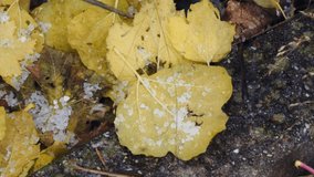 Bad weather and. Graupel also called like snow pellets or soft hail, hominy snow, corn snow. Hail drops and autumn leaves - Powered by Shutterstock - Get 15% off with code: PIKWIZARD15