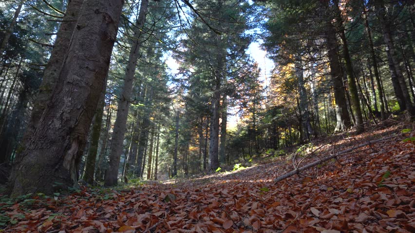 The only male model who comes from behind the camera and walks in the forest, among the fallen leaves and pine trees in autumn.