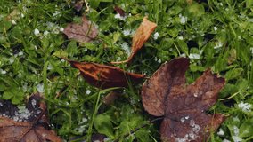 Bad weather and Graupel also called like snow pellets or soft hail, hominy snow, corn snow. Hail drops and autumn leaves. Hail close up. Falls on an evergreen plant. - Powered by Shutterstock - Get 15% off with code: PIKWIZARD15