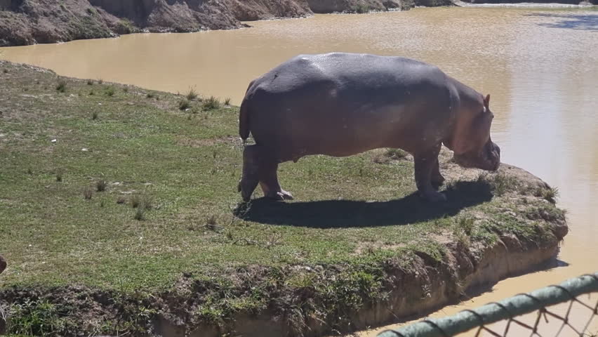Colombia, Doradal, hippopotamus diving into the water of a pond | Shutterstock HD Video #1111902169