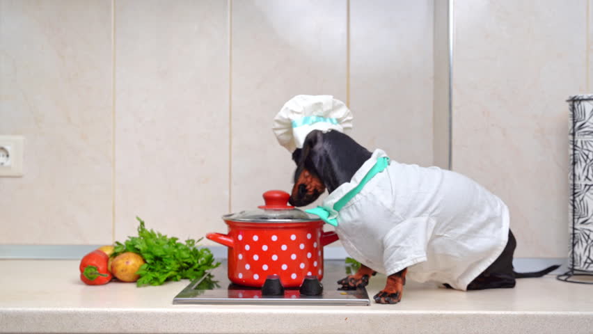 Dachshund dressed as chef sitting on stove sniffing around kitchen. Dog dressed as chef sitting on kitchen table. Dog friend helping to cook dish | Shutterstock HD Video #1111904837