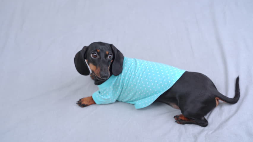 Dachshund in T-shirt on bed playing tumbling and jumping. Dressed dachshund jumps on bed flips in apartment. Dog enjoys time teasing on bed | Shutterstock HD Video #1111904843