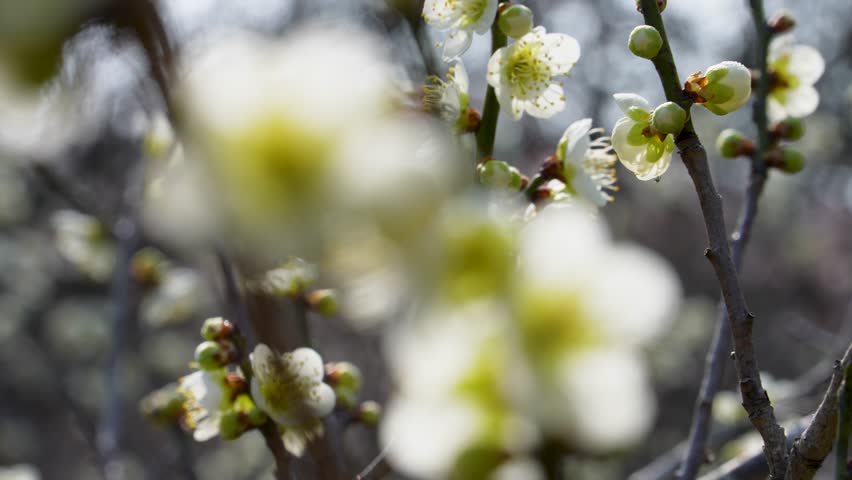 Backlit 4K video of white plum tilt-up.This flower is called "UME" or “UME blossom" in Japanese. | Shutterstock HD Video #1111905399
