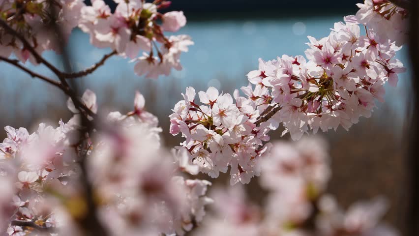 4K footage of cherry blossom branches in full bloom swaying in the wind.
Shot using a gimbal.
4K 120fps edited to 30fps | Shutterstock HD Video #1111905401