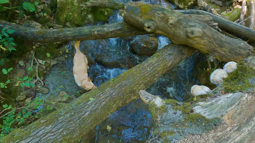 A dog walks on the water of a small mountain river. Top view. Search activities. Searching for missing people with the help of a dog in the forest along a stream