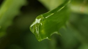 Place a vertical screen of your finger on a drop of Aloe Vera juice from a cut leaf. The concept of using aloe extract in cosmetic creams and lotions for hand and face skin care. Vertical video