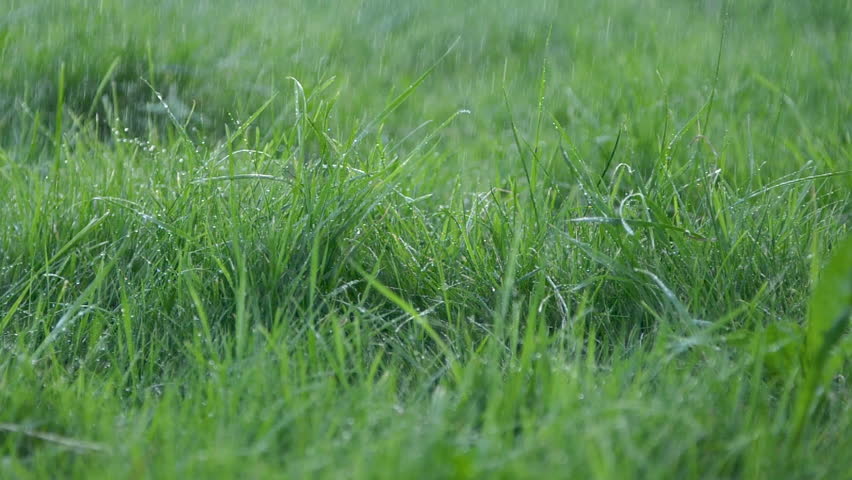 Close-up blurred rain water drops falling down on green grass, nature background | Shutterstock HD Video #1111909647