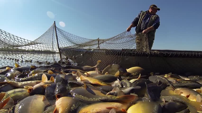 Fish Farming - Fisherman Pulling a Fishing Net Full of Carp Fish. Freshwater Aquaculture. Common Carp Harvesting. Fish in Commercial Fishing Net. Harvesting Fish in a Pond.