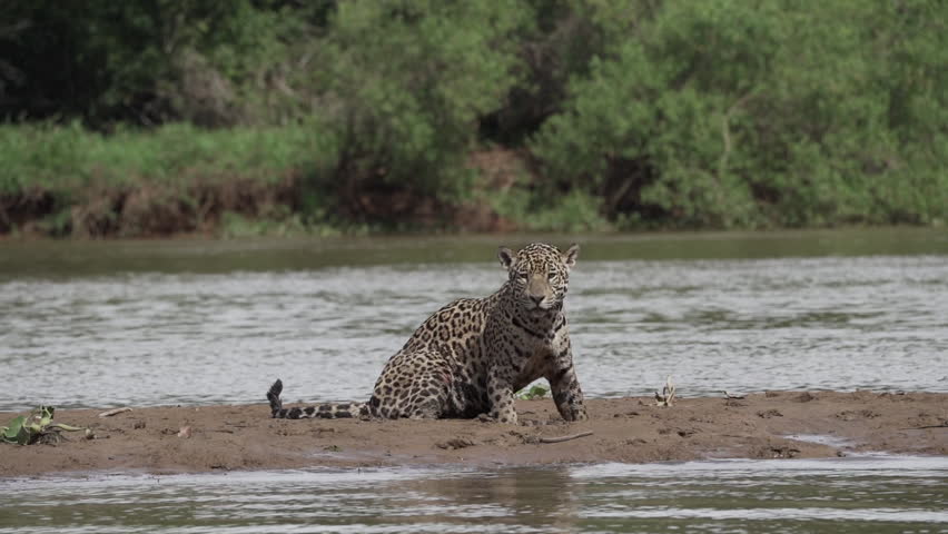 Jaguar, Panthera onca, a big solitary cat native to the Americas, hunting along the river banks of the Pantanl, the biggest swamp area of the world, near the Transpantaneira in Porto Jofre in Brazil.