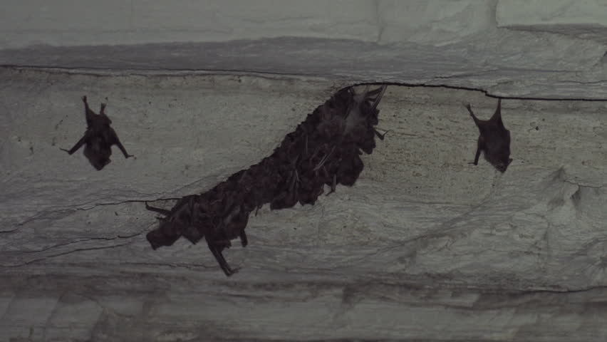 Large Group of Bats Illuminated by Lanterns Hanging from a Ceiling