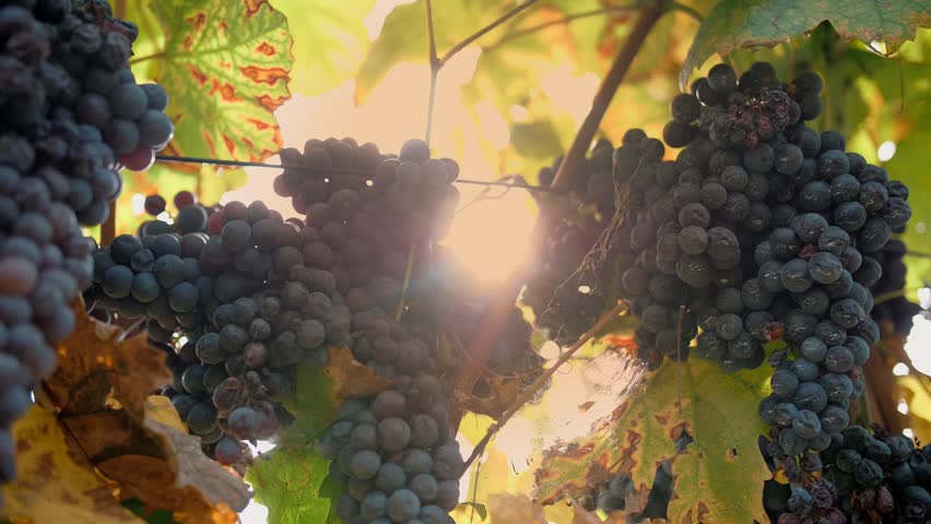 Grapes in the vineyard. close-up of ripening clusters of sweet red grapes on vines, lit by warm autumn sun. harvesting at a vineyard. viticulture. Winery and Wine Business. | Shutterstock HD Video #1111919541